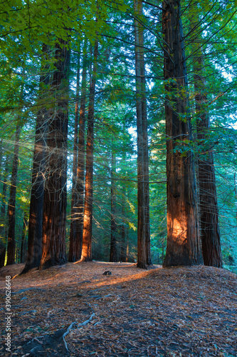 Redwood forest