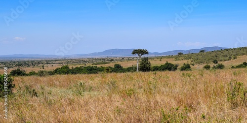 Kenya: landscape of maasai mara park