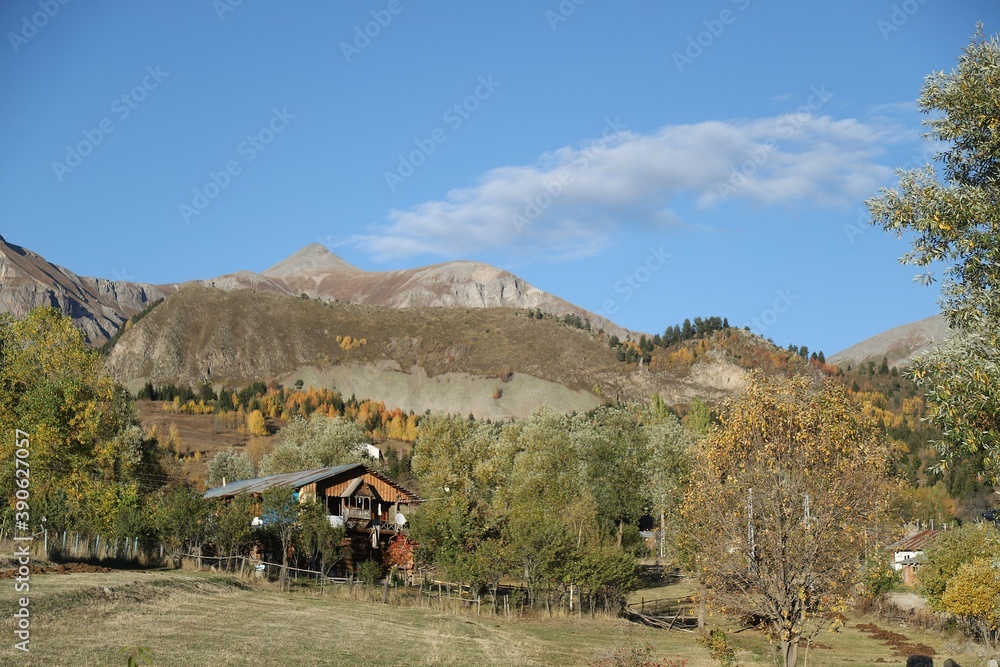 autumn panoramic landscape in mountains. fir trees around the pond on the meadow in yellowish weathered grass.ART