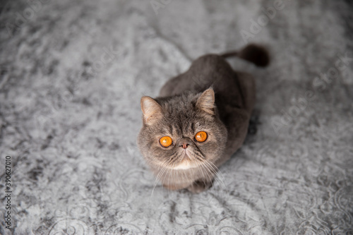Trimmed cat. gray beautiful cat. a cat's haircut. pet. Exotics cat