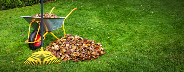 raking fallen autumn leaves from backyard lawn. copy space