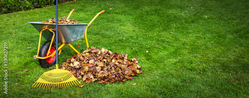 Tela raking fallen autumn leaves from backyard lawn. copy space