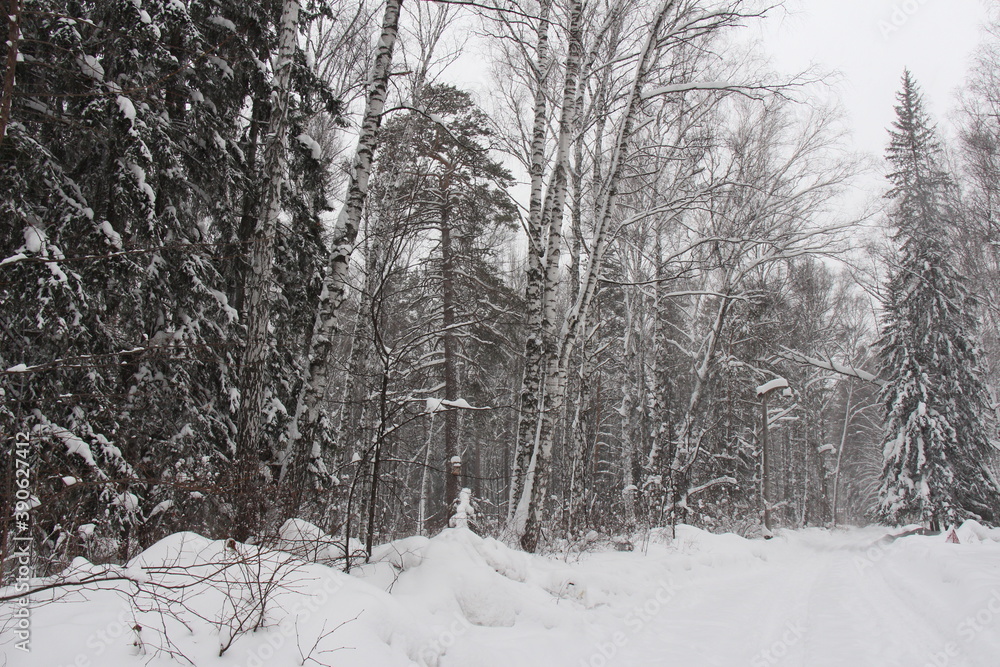 Fototapeta premium forest in winter