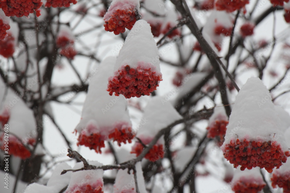 Rowan berries in the snow. Bunches of red rowan berries. Red berries of rowan in winter
