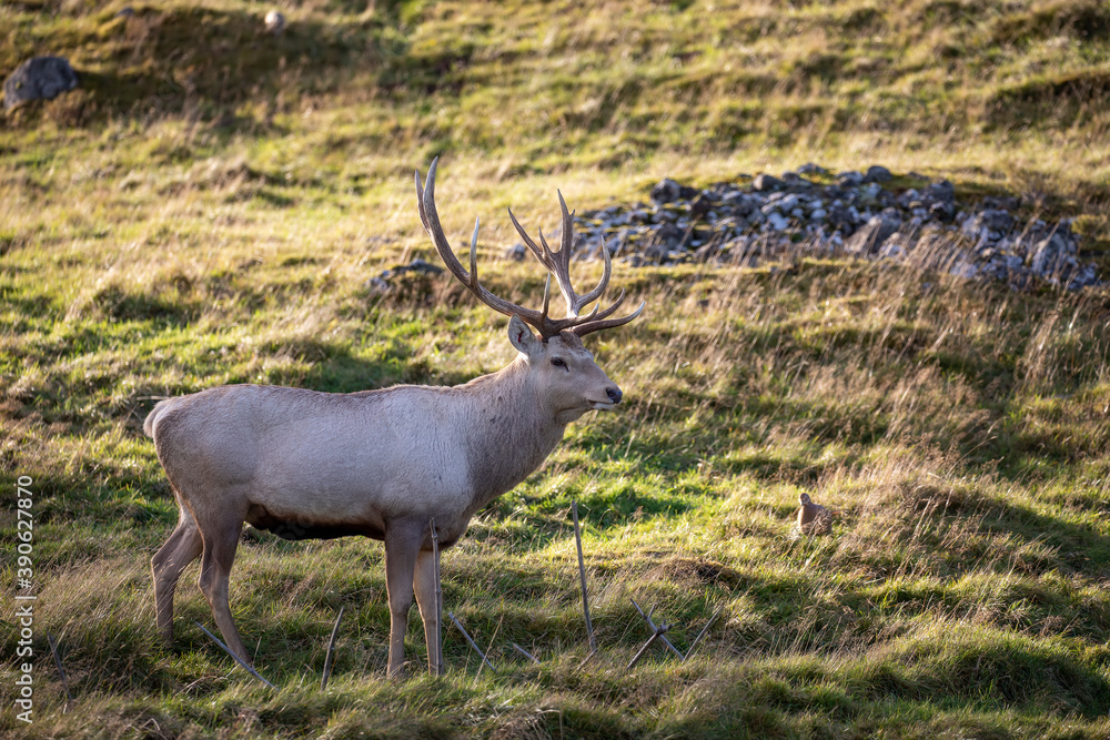 Bactrian deer stag, Cervus elaphus bactrianus, close up portrait and with background.