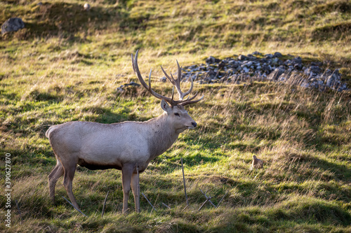 Bactrian deer stag, Cervus elaphus bactrianus, close up portrait and with background.