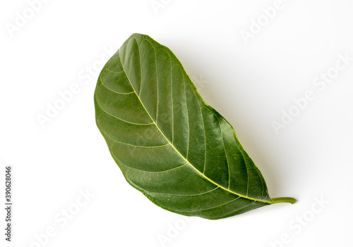 Bend jackfruit leaf isolated on white background