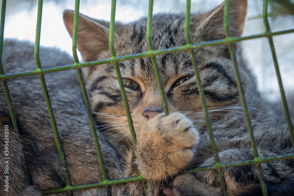 scottish wild cat kitten, Felis silvestris silvestris, resting with other kittens within an enclosure in Scotland.