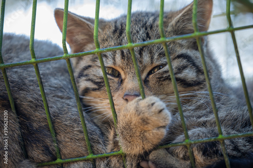 Obraz na płótnie scottish wild cat kitten, Felis silvestris silvestris, resting with other kittens within an enclosure in Scotland. w salonie