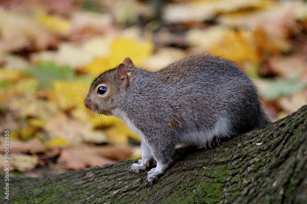Squirrel in a park. Yellow leaves on the ground. Beautiful colors of autumn, parks and outdoor. Squirrel in a park. Yellow leaves on the ground. Beautiful colors of autumn, parks and outdoor.