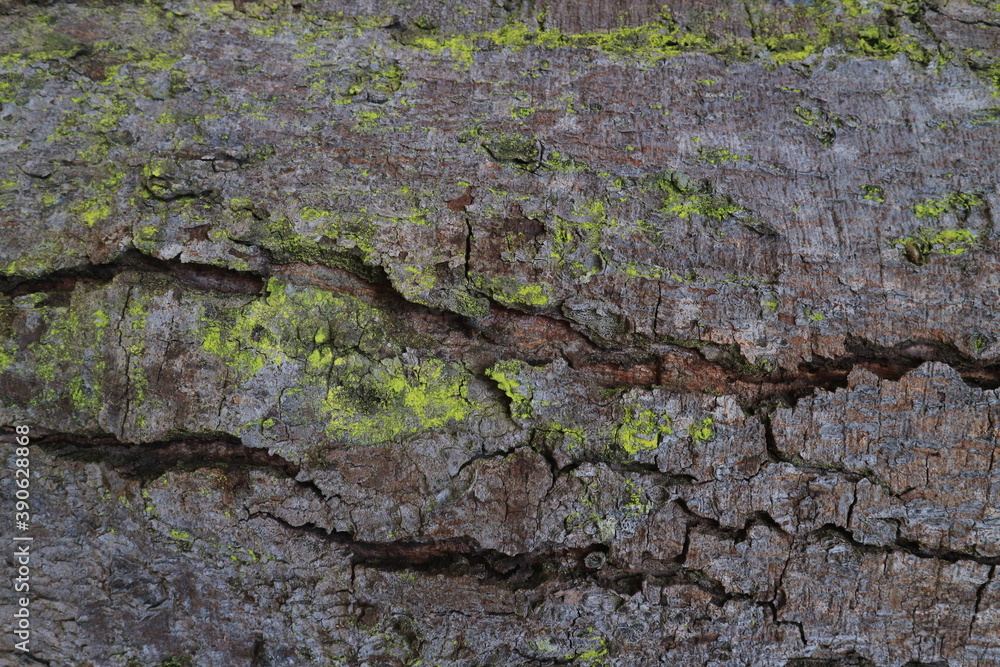 Obraz premium texture of the brown bark of a tree with green moss.
