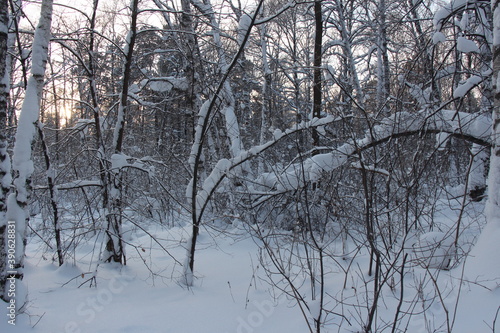 trees in the snow