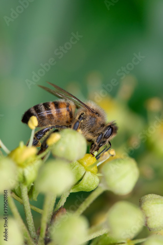 Close up of one honey bee flying around honeysuckle flowers bee collecting nectar pollen on spring sunny day slow motion