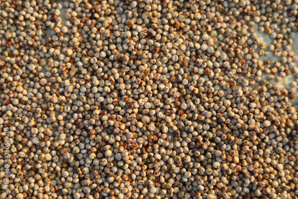 Uncooked dried chickpeas in sunlight Uncooked dried chickpeas in sunlight