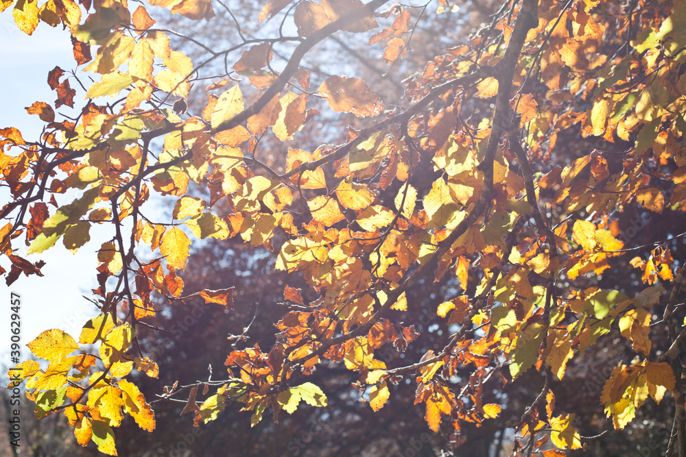 Yellow beautiful golden leaves in fall with sunlight. Yellow beautiful golden leaves in fall with sunlight.
