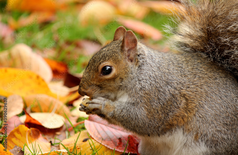 Obraz premium Squirrel in a park. Yellow leaves on the ground. Beautiful colors of autumn, parks and outdoor.