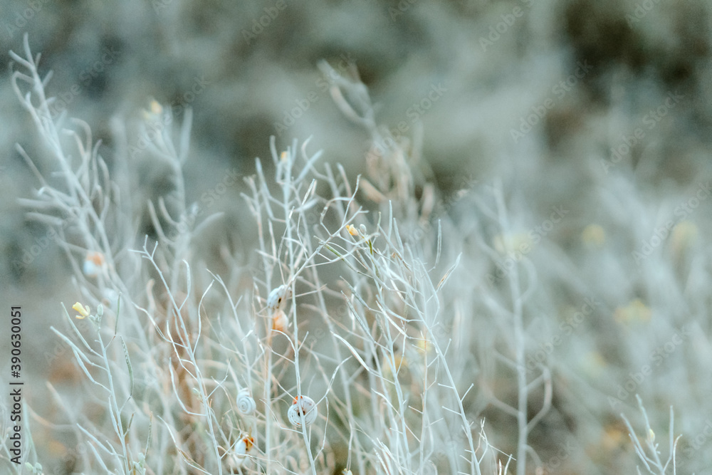 Seashells on the dusty white grass in the rays of the setting sun, natural background Seashells on the dusty white grass in the rays of the setting sun, natural background