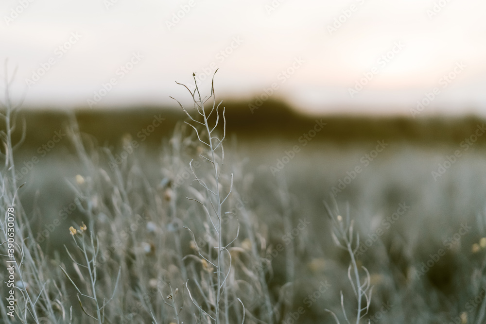 Fototapeta premium Seashells on the dusty white grass in the rays of the setting sun, natural background