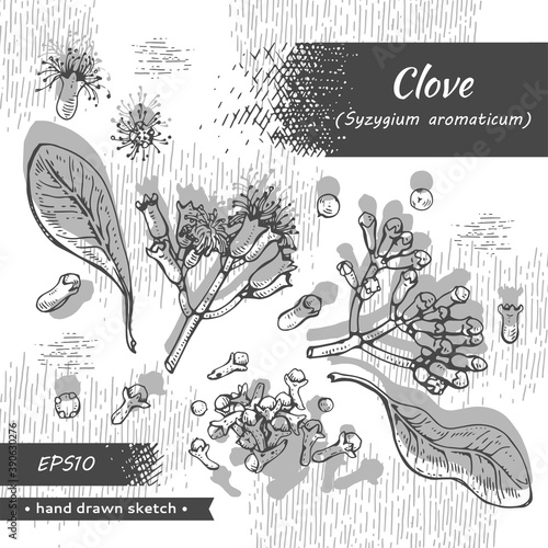 Collection of branches of a carnation tree with leaves, buds and flowers . Detailed hand-drawn sketches, vector botanical illustration