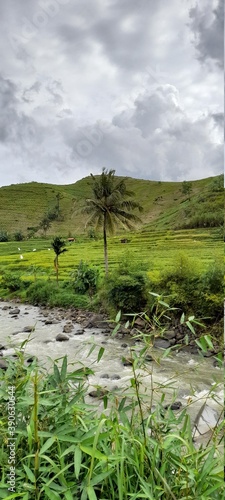 suasana alam perkebunan di kampung yang sangat asri photo