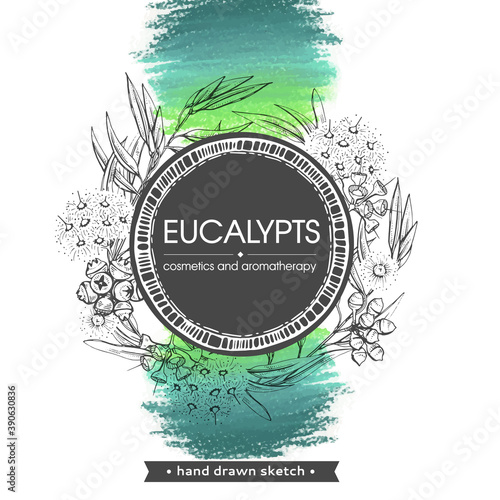 Frame with Eucalyptus leaves, young shoots and branches of eucalyptus with flowers, buds and seeds . Detailed hand-drawn sketches, vector botanical illustration.