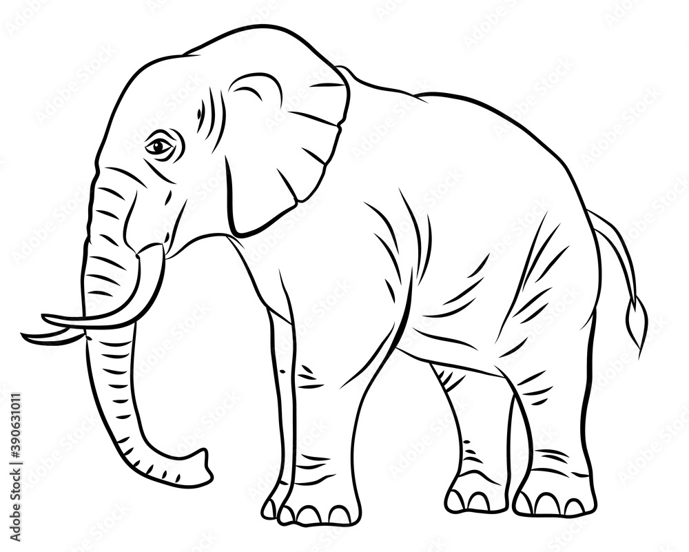 In the animal world. Image of an elephant. Black and white drawing, coloring.