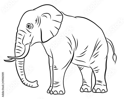 In the animal world. Image of an elephant. Black and white drawing  coloring.