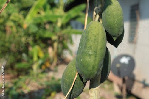 Photo close up of papaya tree papaya on tree with sunshine day.Bunch of papayas hanging from the tree 