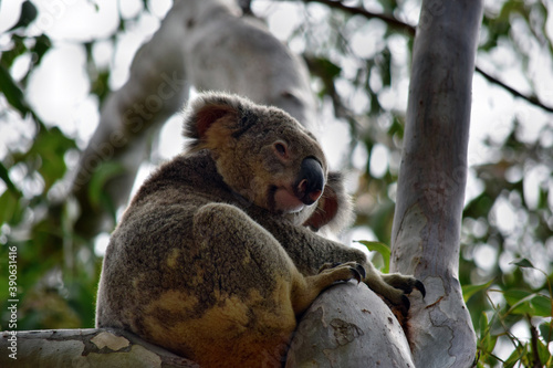 Fototapeta Naklejka Na Ścianę i Meble -  Cute wild koala bear is sitting on the tree in Noosa National Park