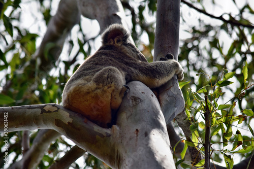 Cute wild koala bear is sitting on the tree in Noosa National Park
