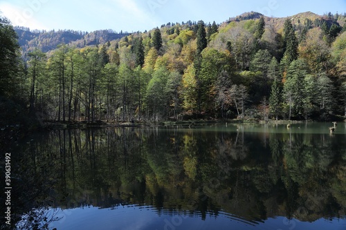 Fototapeta Naklejka Na Ścianę i Meble -  Beautiful colored trees with lake in autumn, landscape photography. Artvin/turkey