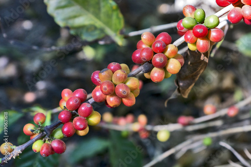 Fresh cherry coffee bean on tree branch in Guatemala, Central America, Antigua.