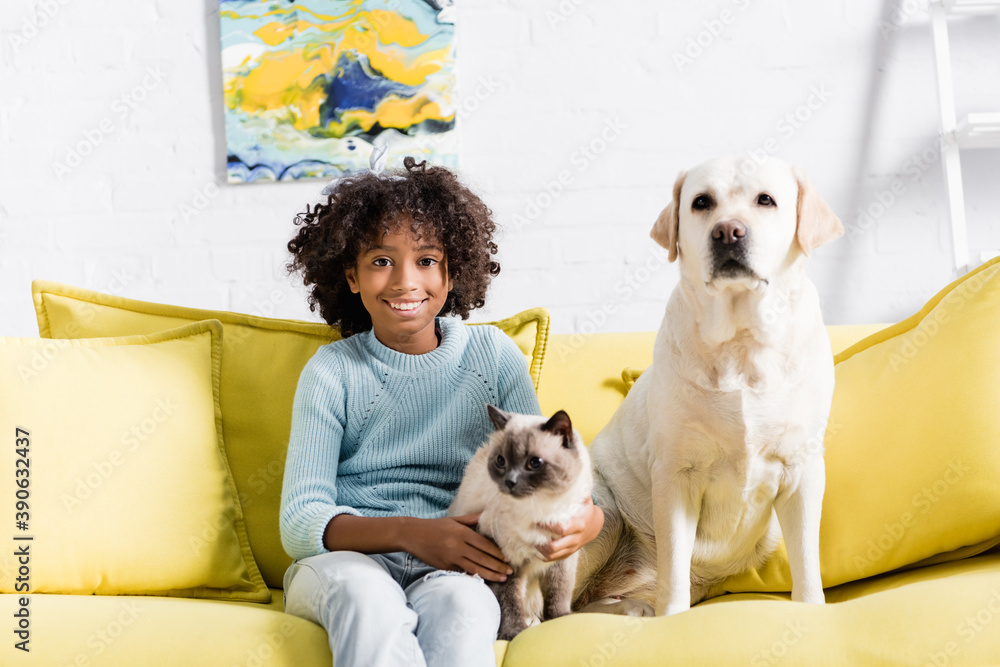 Smiling curly girl looking at camera, while sitting with labrador and siamese cat on yellow sofa at home Smiling curly girl looking at camera, while sitting with labrador and siamese cat on yellow sofa at home