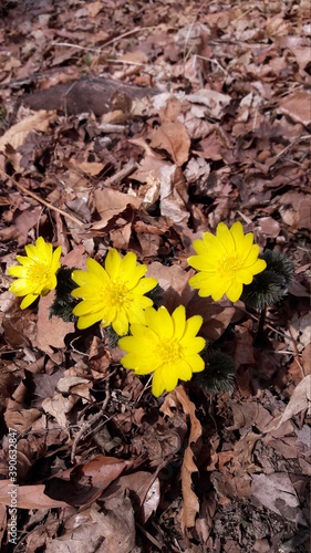 Obraz na płótnie wild flower