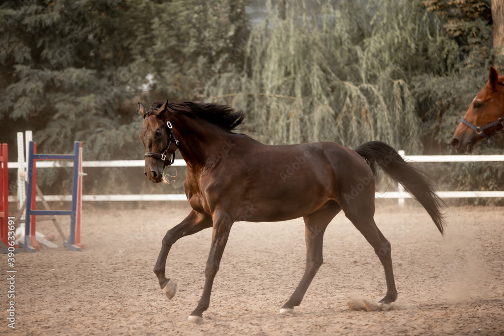Beautiful horses galloping in the arena Beautiful horses galloping in the arena