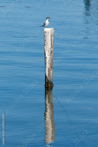 Gaviota. Champoton, Campeche. 2 photo