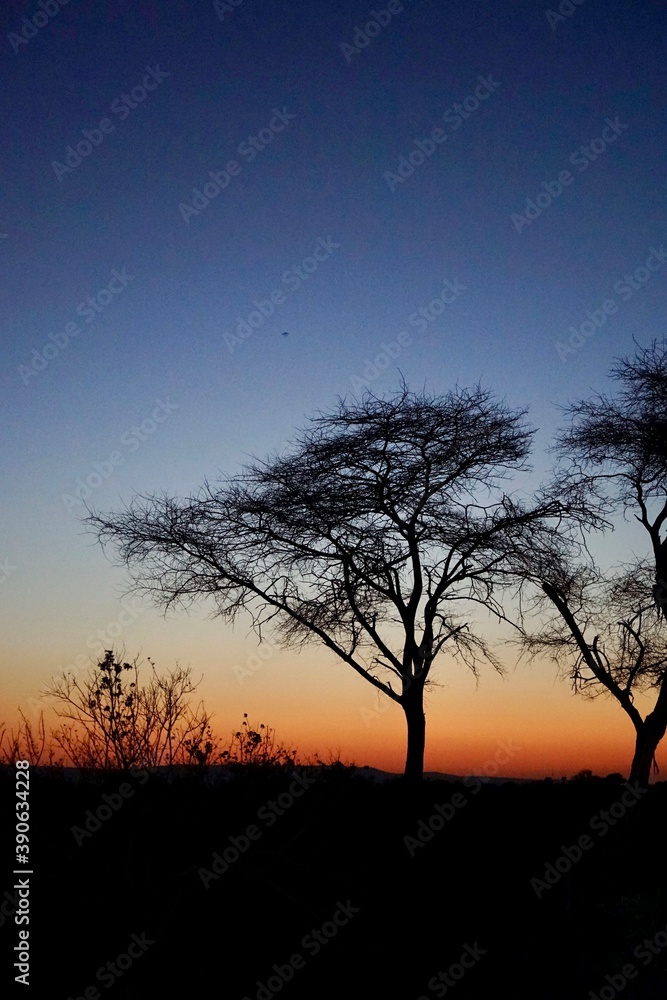 silhouette of a tree at sunrise