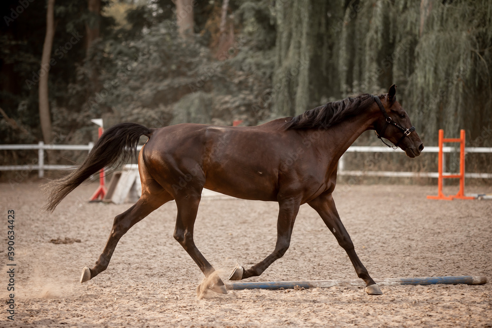 Beautiful horses galloping in the arena Beautiful horses galloping in the arena