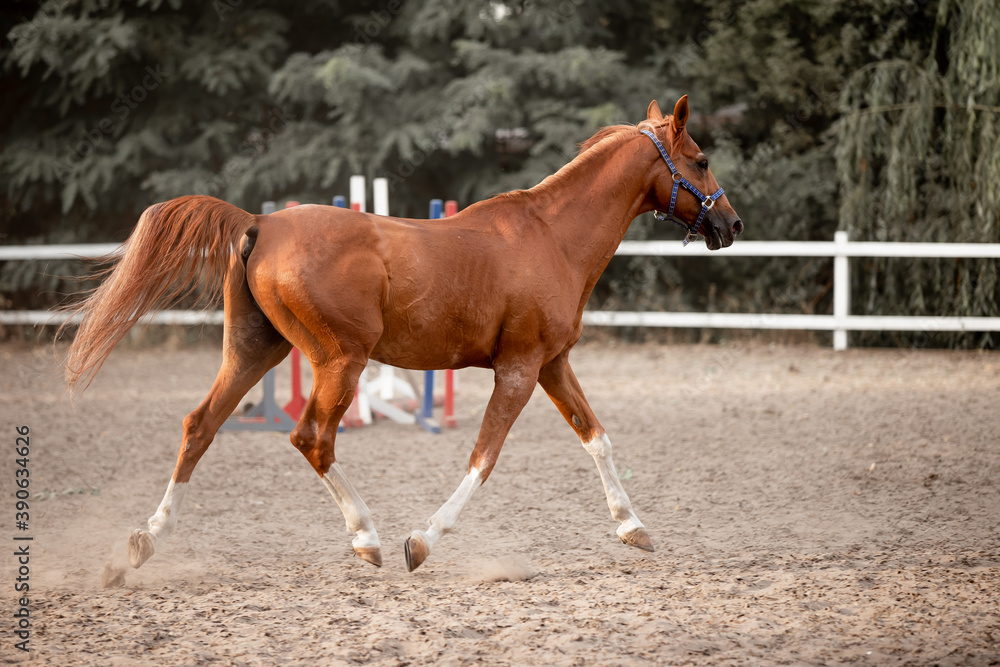 Beautiful horses galloping in the arena Beautiful horses galloping in the arena