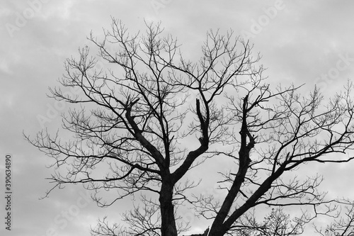 Wallpaper Mural Tree against the sky Torontodigital.ca