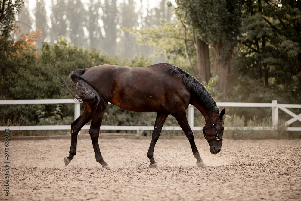 Beautiful horses galloping in the arena Beautiful horses galloping in the arena