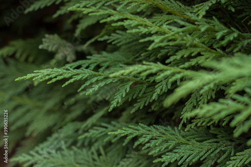 Close up of a bush. Green fresh leafs. Deep shades of green. 