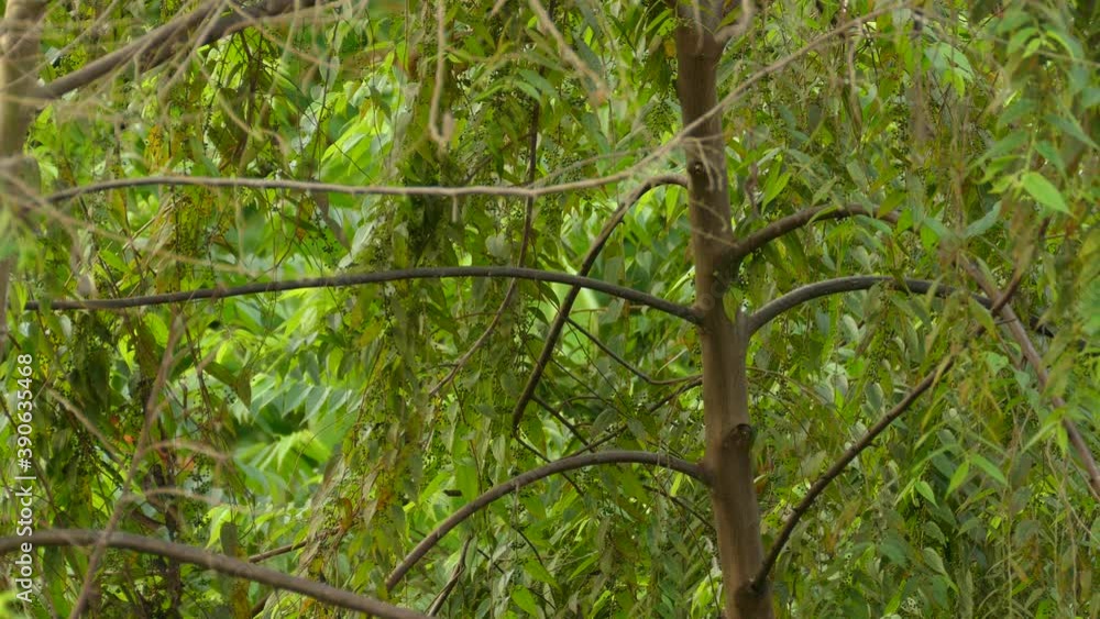 Midsized orange and black birds shelters behind the leafy branches of the rainforest trees. Midsized orange and black birds shelters behind the leafy branches of the rainforest trees.