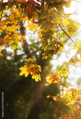 Maple branches with yellow and green leaves. Autumn city park , day