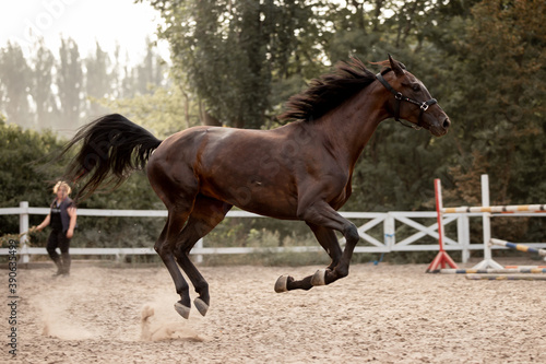 Beautiful horses galloping in the arena