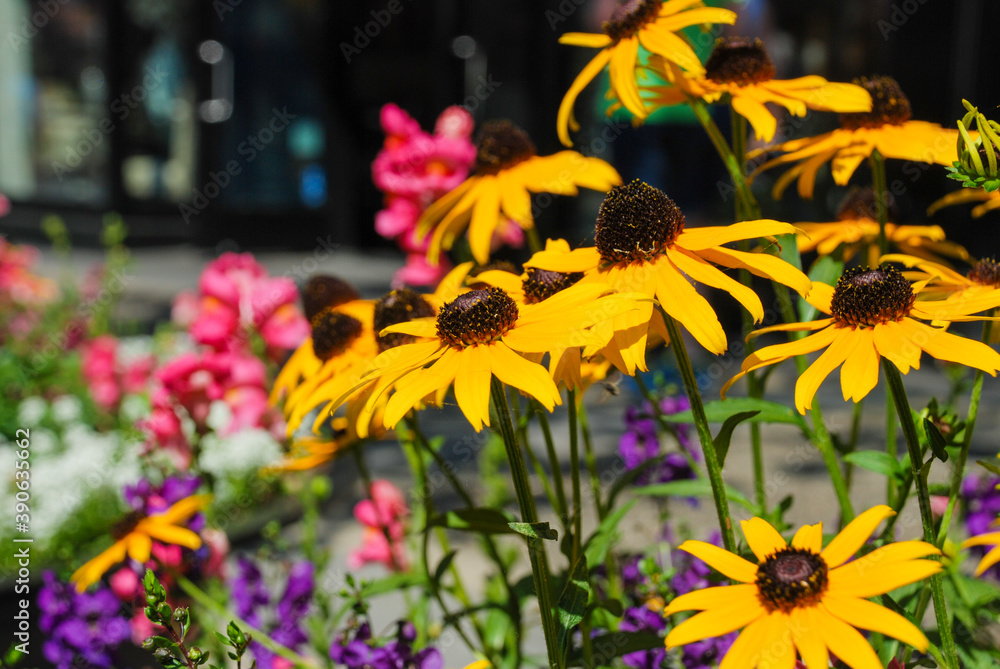 Obraz premium Brightly coloured flowers