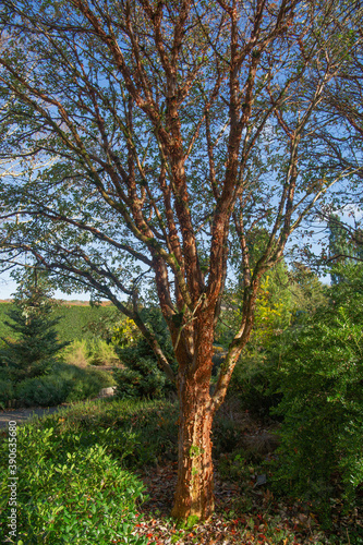 Acer griseum, the paperback maple with its shiny orange red bark peeling in thin papery layers.