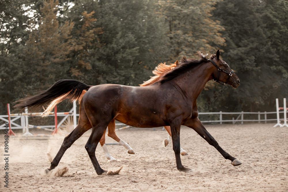 Beautiful horses galloping in the arena Beautiful horses galloping in the arena