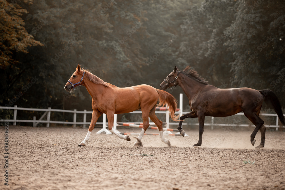 Fototapeta premium Beautiful horses galloping in the arena
