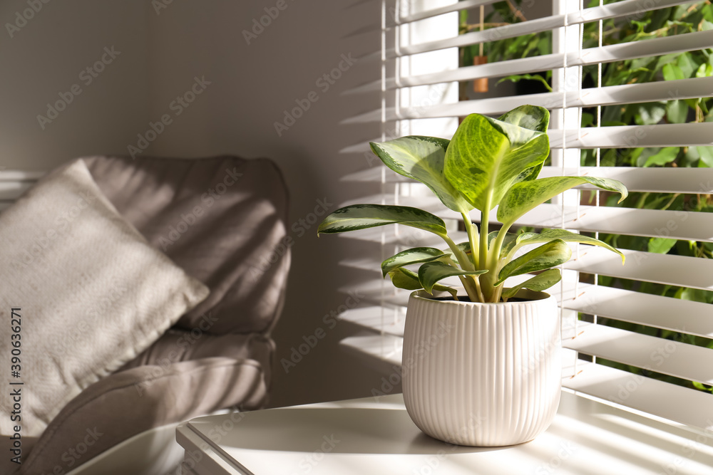 Exotic houseplant with beautiful leaves near window indoors Exotic houseplant with beautiful leaves near window indoors